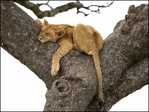 Lwiątko usnęło na drzewie