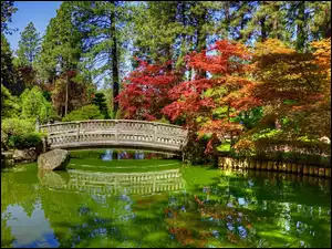 Mostek nad stawem w Ogrodzie Japońskim w Waszyngtonie