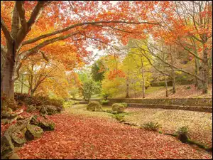 Kolorowe jesienne drzewa z liśćmi w parku