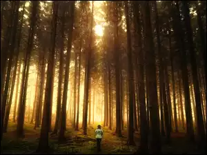 Kobieta w lesie