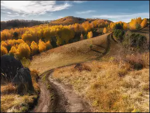 Droga w górskim jesiennym lesie