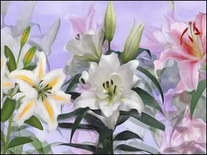Graficzne lilie z pąkami