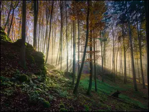 Jesienny las z skałkami