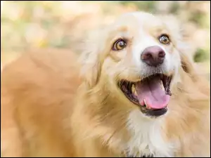 Zadowolony pies Labrador retriever