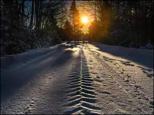 Zimowy poranek na leśnej drodze