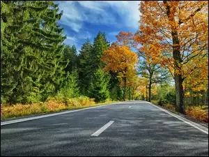 Asfaltowa droga z jesiennymi drzewami