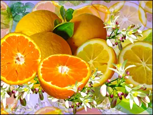 Cytryny i mandarynka w kwiatach