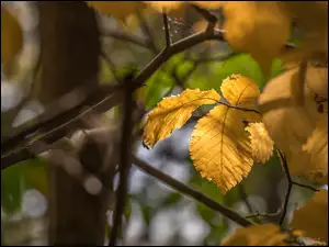 Rozświetlone jesienne liście na drzewie
