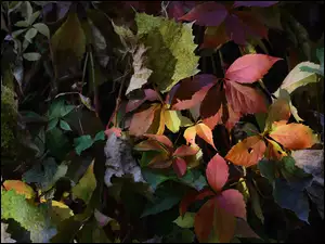 Różne kolory jesiennych liści