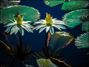 Kwiaty lilii wodnych z liśćmi