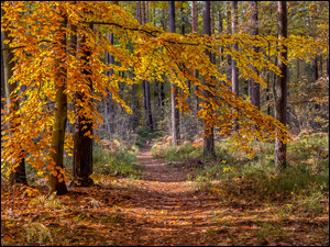 Ścieżka w jesiennym lesie z liśćmi