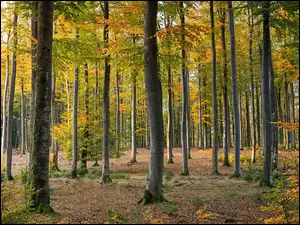 Jesienny kolorowy las z liśćmi