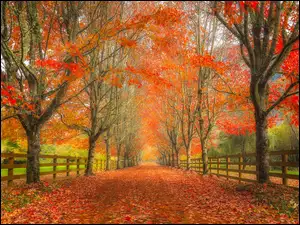Ogrodzona jesienna droga z liśćmi i drzewami
