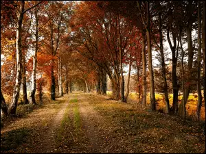 Jesienna droga z drzewami