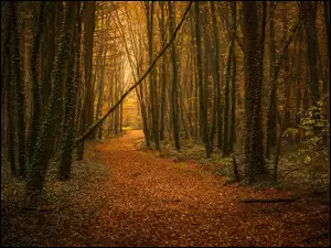 Ścieżka z jesiennymi liśćmi w lesie