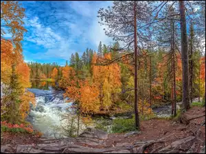 Leśna rzeka z jesiennymi drzewami
