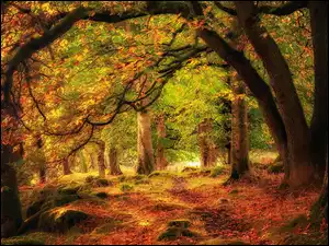 Kamienna leśna jesienna ścieżka