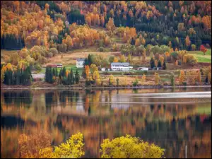 Leśna jesienna dolina nad rzeką w Norwegii