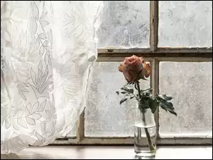 Róża w oknie z firanką