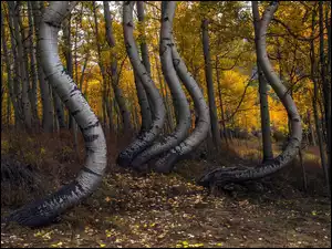 Skrzywione brzozy w lesie