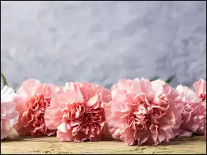 Różowe goździki położone na drewnie
