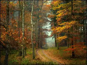 Jesienny las z ścieżką