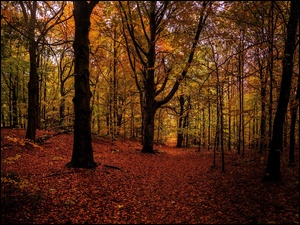 Jesienny las w słońcu