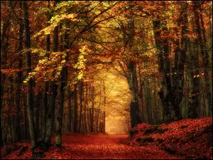 Liściasta jesienna droga w lesie