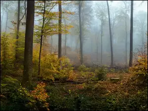 Mgła w lesie jesienną porą