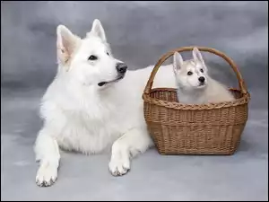 Pies i szczeniak w wiklinowym koszu