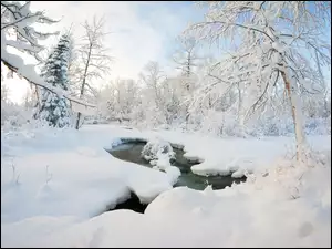 Ośnieżone drzewa nad zimową rzeką