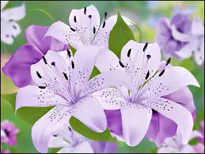 Graficzne kolorowe lilie