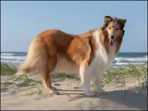 Pies Border collie na plaży