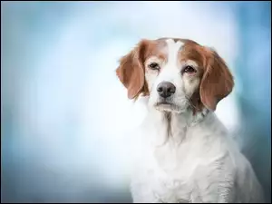 pies biało-brązowy