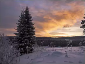 Zachód słońca nad ośnieżonym zimowym lasem