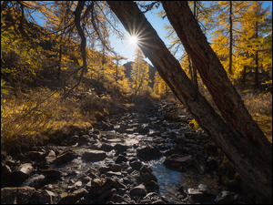 Promienie słońca nad kamienistą jesienną leśną rzeką