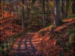 Słońce przebijające przez drzewa w jesiennym lesie