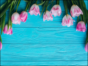 Tulipany na niebieskich deskach