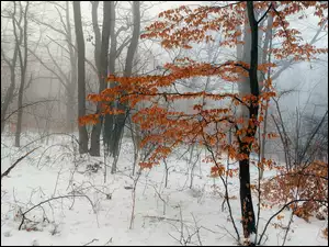 Zimowy las z krzakami