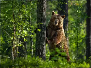 Niedźwiedź w zielonym lesie