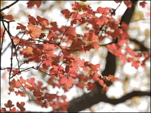 Kolorowe liście na jesiennym drzewie
