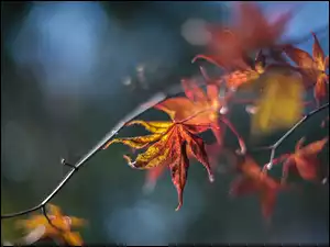 Żółte liście na gałązce