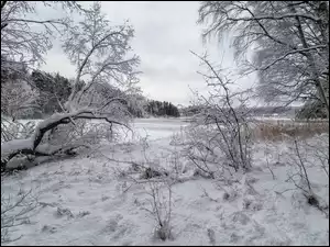 Zimowe drzewa nad rzeką