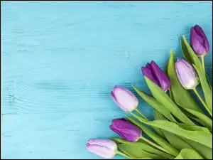 Bukiet fioletowo białych tulipanów