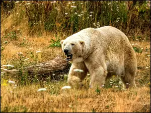 Polarny niedźwiedź na łące
