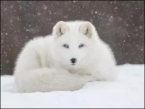 Biały lis polarny na śniegu