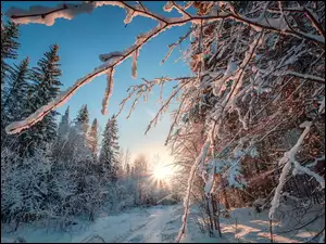 Promienie słońca pomiędzy zaśnieżonymi drzewami