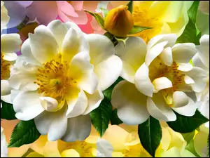 Biało żółte róże w grafice
