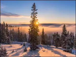 Wschód słońca nad zamglonym lasem zimą