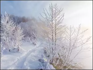 Mglista rzeka z dróżką zimową w lesie